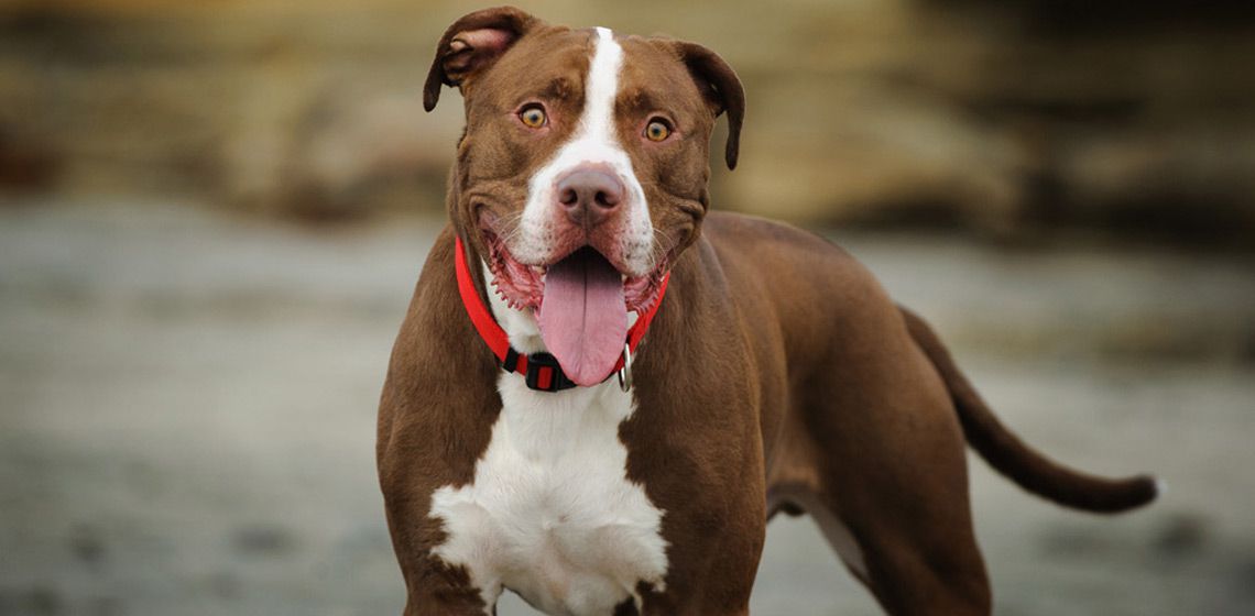 pitbull