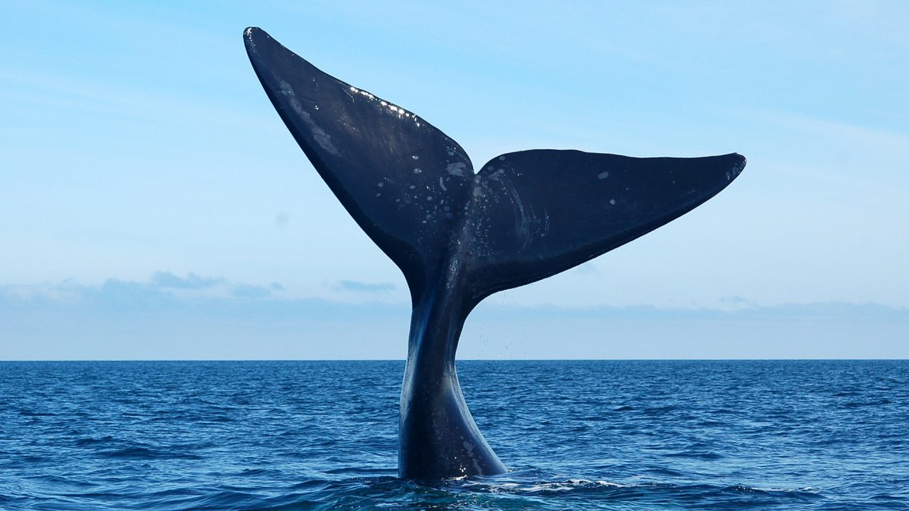 Ballenas