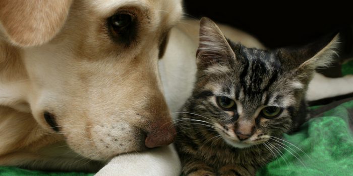 Perro y gato