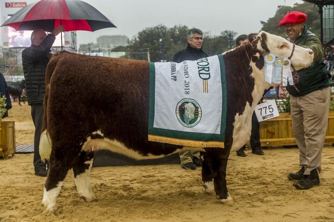 Vacas