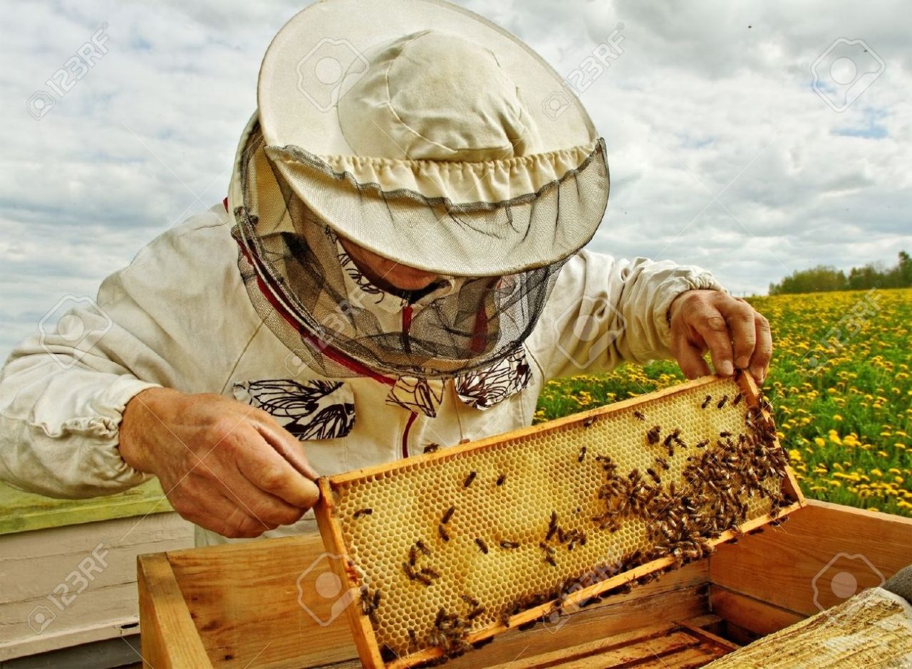 apicultores