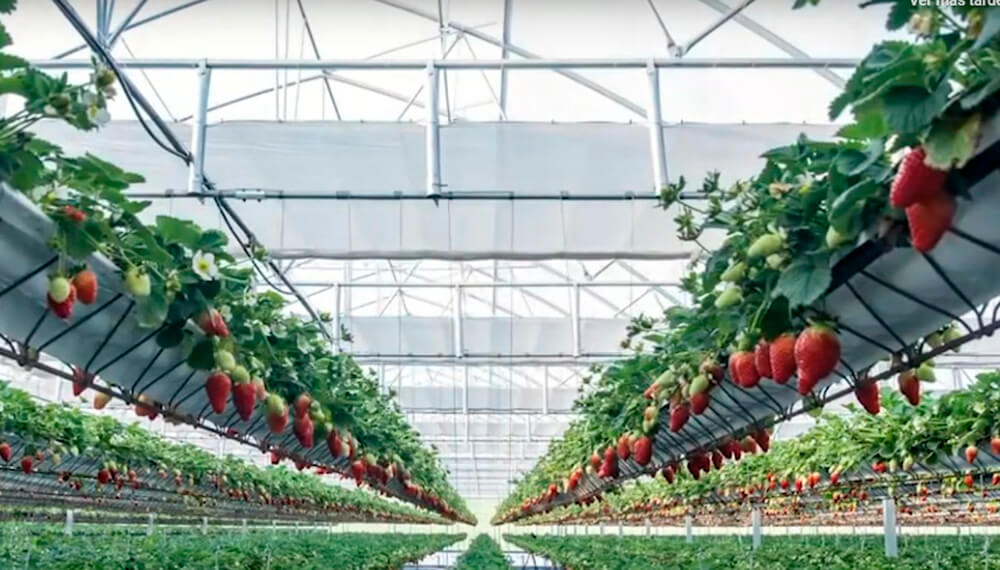 frutilla