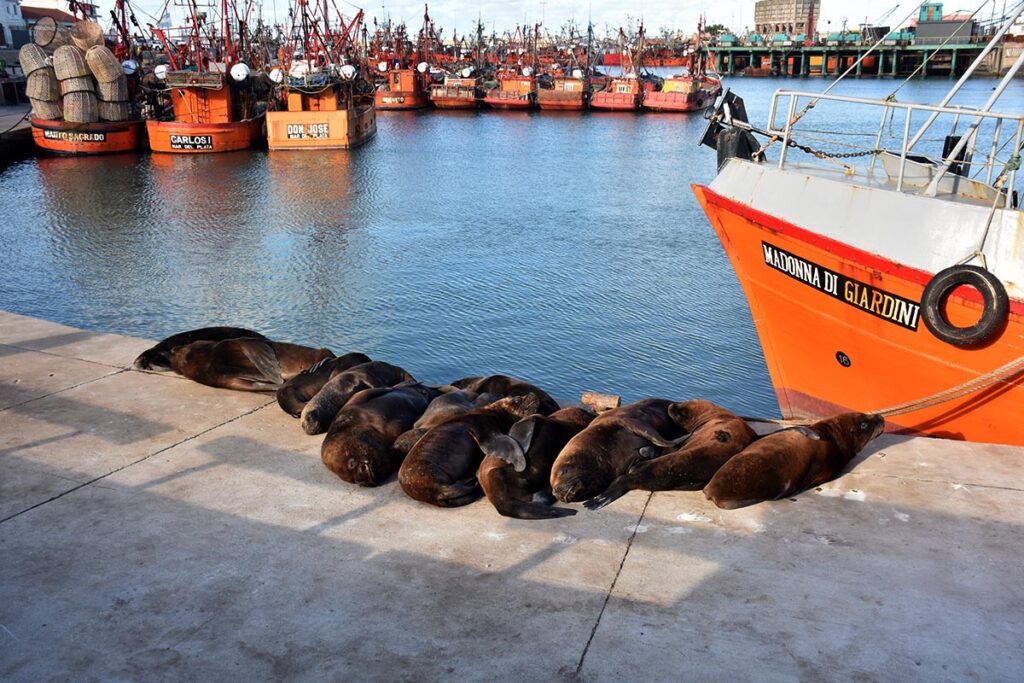 lobos marinos