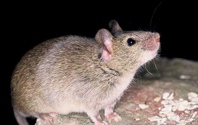 ratón maicero