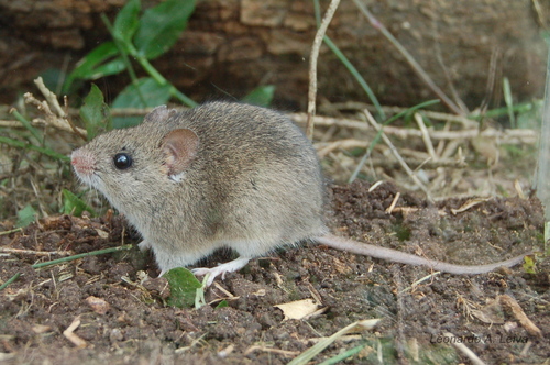 ratón maicero