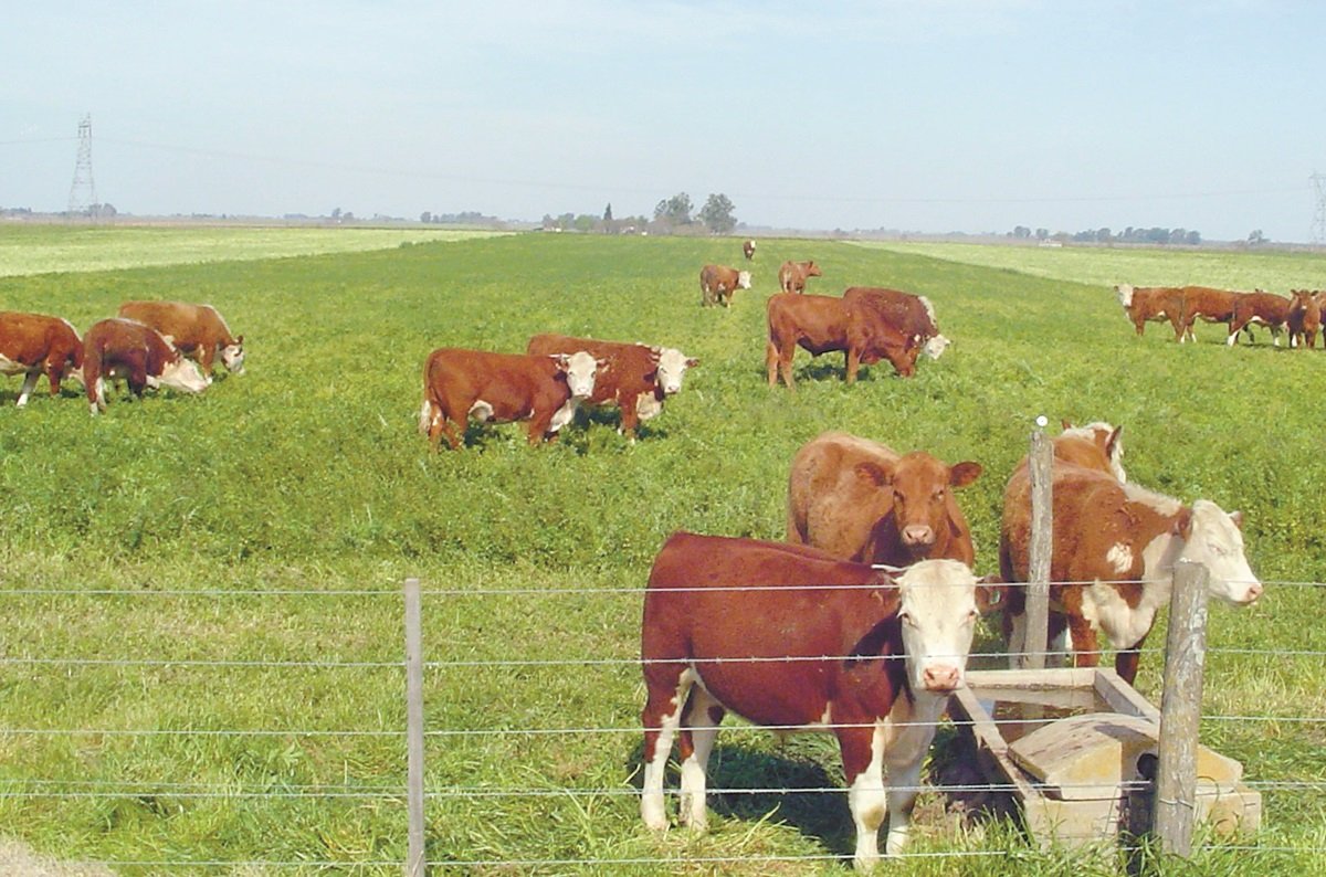 vacas 2