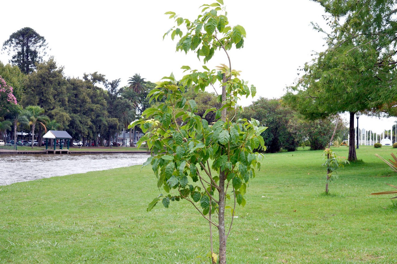 Tigre arboles nativos