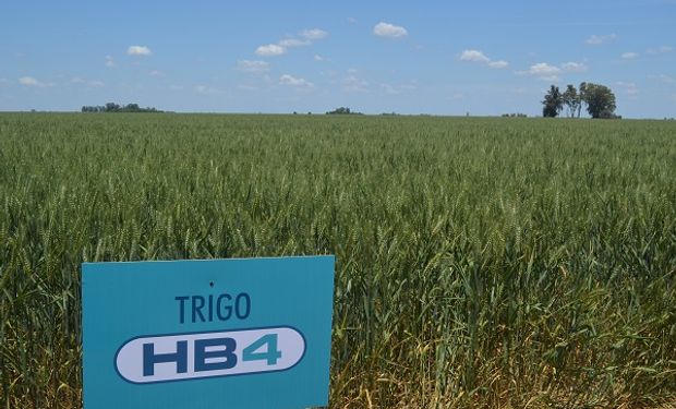 trigo-hb4-bioceres