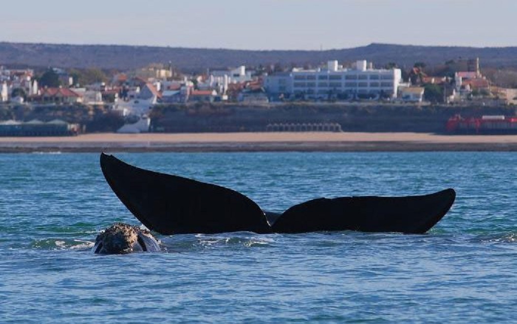 Ballenas-Las-Grutas