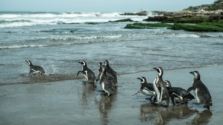 10 pingüinos