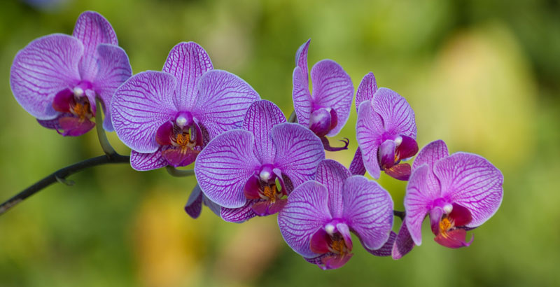 orquídeas
