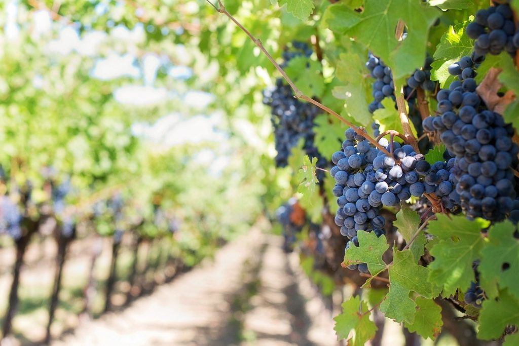 ruta del vino 2