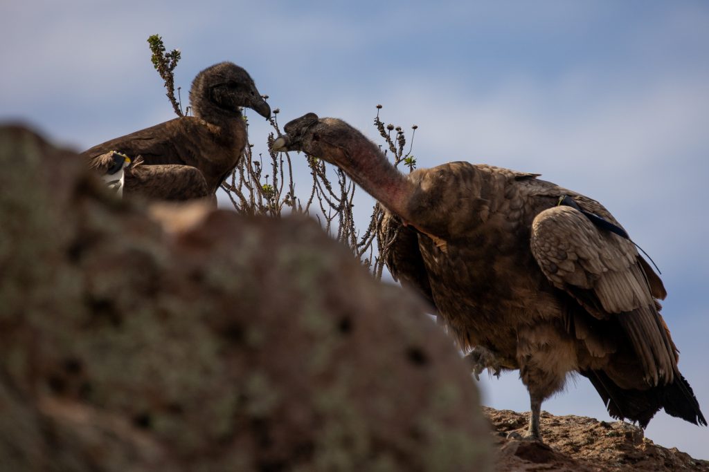 Liberacion-Condor-2-1024x683