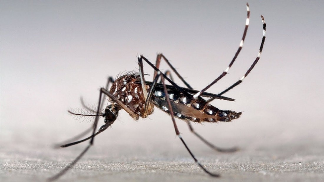 mosquito-dengue-portada_1000_1100