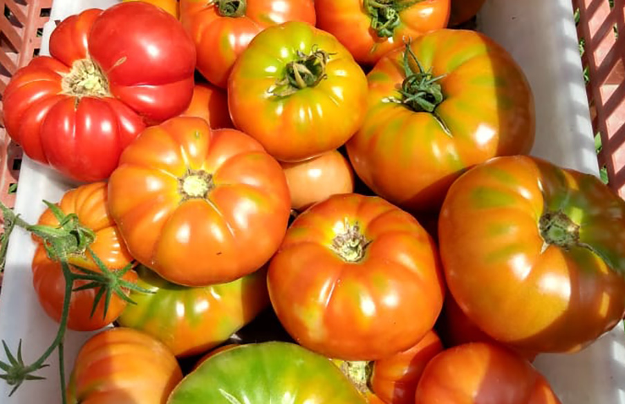 tomates
