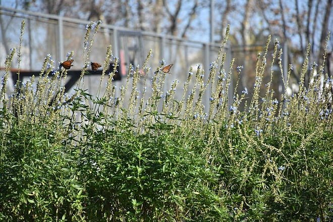 plantas nativas