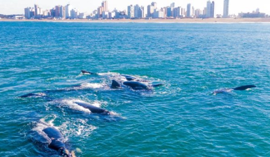 ballenas necochea